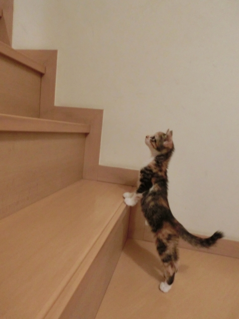 子猫の前に立ちはだかる階段