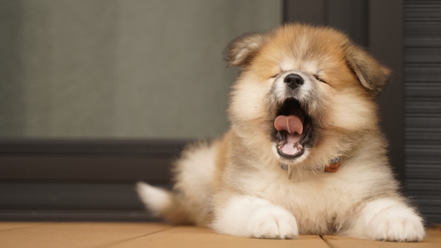あくびをする子犬の画像